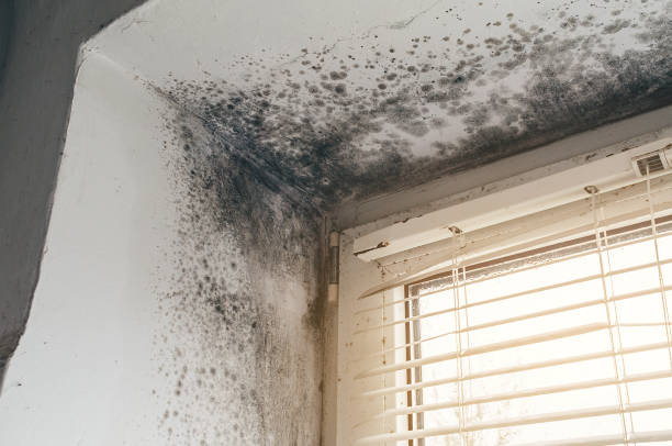 Affordable Hvac And Air Duct Mold Remediation solutions in Midland, WA